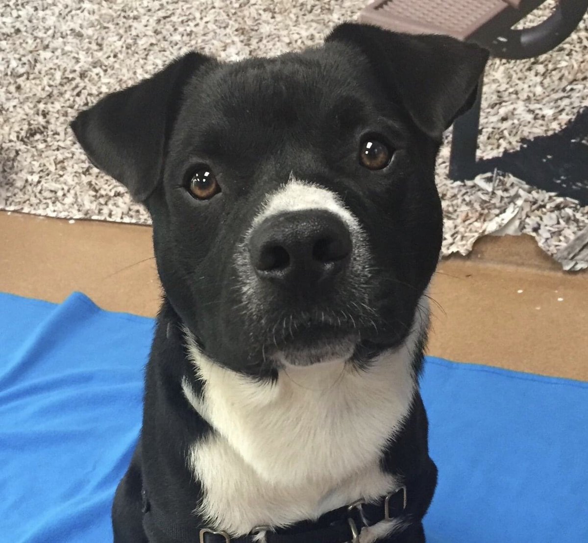 Hayden 2 yo collie mix, friendly boy who will make someone a great active time partner. plenty of energy to accompany you on a weekend road trip, long morning walk. visit pawsct.org #dogsofpaws @PaulPiorek <a href="/Choice_Pet/">Choice Pet</a> <a href="/959thefox/">95.9 THE FOX</a> <a href="/senatorduff/">Senator Bob Duff, Majority Leader, Connecticut</a> <a href="/NorwalkHH/">Norwalk HamletHub</a> <a href="/News12CT/">News12CT</a> #ty