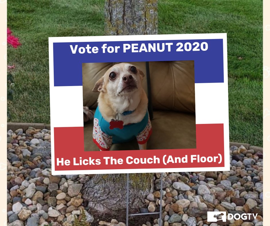 dogtv's tweet photo. Bark The Vote!!
#barkthevote #dogsoftwitter #dogsfordogs #dogfeelings #dogsbeingdogs #rockthevote https://t.co/RMqNVV1jYu