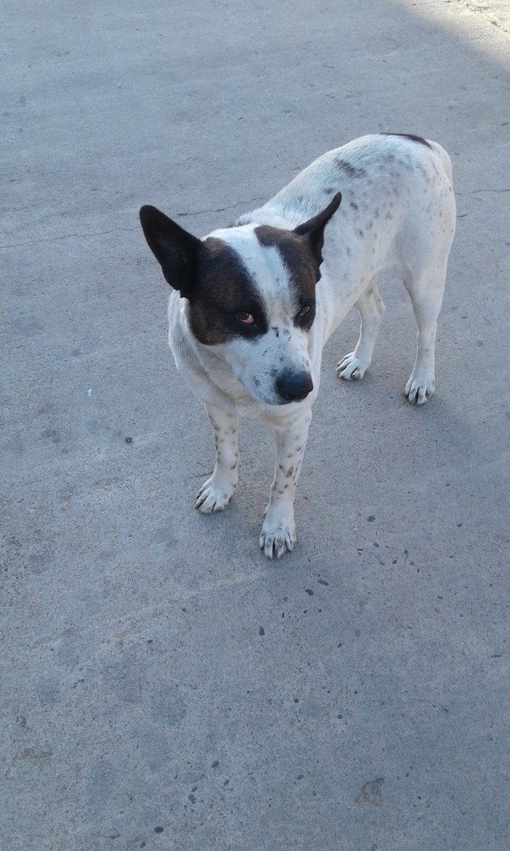 ZoomAnimal1's tweet photo. HOLA AMIG@S hemos estado desaparecidos pero no inactivos. No queremos caridad¡¡¡Estamos ofreciendo una Lectura de Tarot general a $1000  para comprarle SIMPARICA antigarrapatas a estos 3 Callejeros.
Nos ayudan a difundir 🙏🐶 @eugenialanonna @LaChikRocio @trochosqui @Luizao7311 https://t.co/JwNBTDi4qd