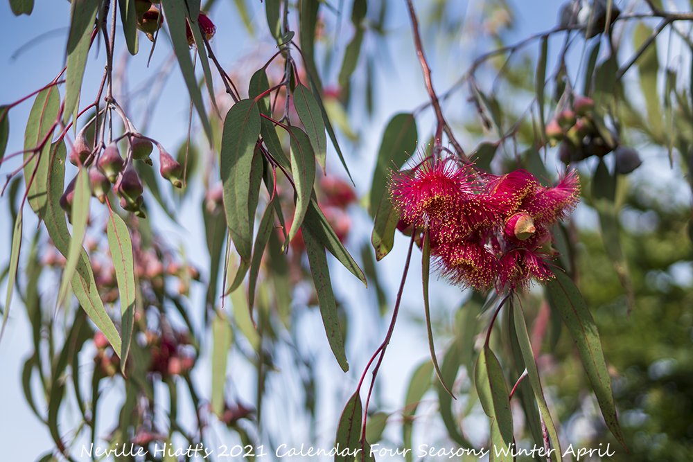 Here's your first look at my Limited Edition 2021 A4 Calendar Four Seasons #Winter Only while stock last #TreeLife #AustralianFlora #AussiePhotographer #AustralianPhotographer #Islandlife #VisitGippsland #GippslandLakes #SupportLocalArt #BuyLocalArt #Photo #BlueSky #ScenicPhoto https://t.co/takRbh5CUH