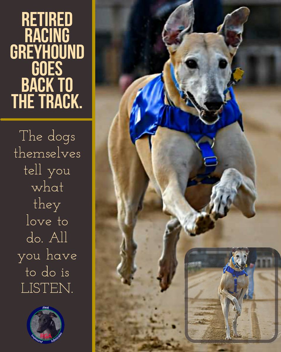 RealGreyhound's tweet photo. There's nothing more pure or more powerful than the truth spoken by animals. They won't willingly, much less happily, return to a place they fear; a place associated with pain, neglect or suffering.  It's time that you do what's right for the greyhounds and LISTEN to them. https://t.co/RnDFnpErKW