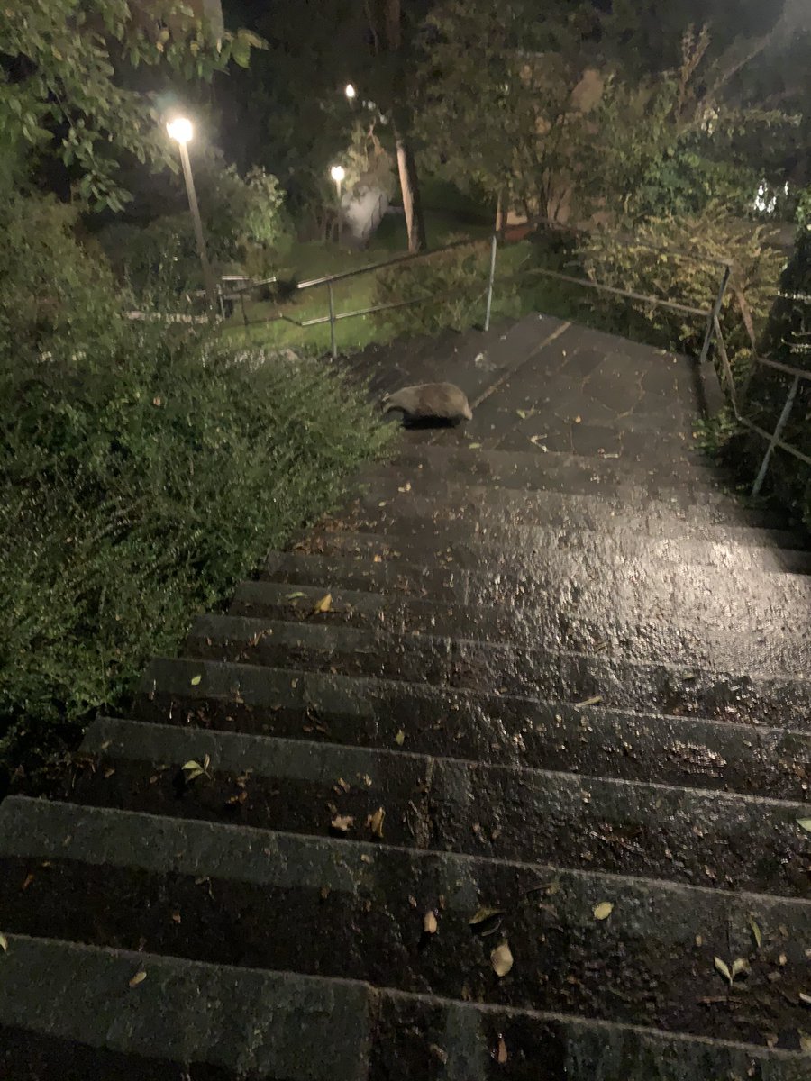 In der Stadt sieht man Dinge, die man auf dem Land nur vom Hörensagen kennt. #dachs #zürich