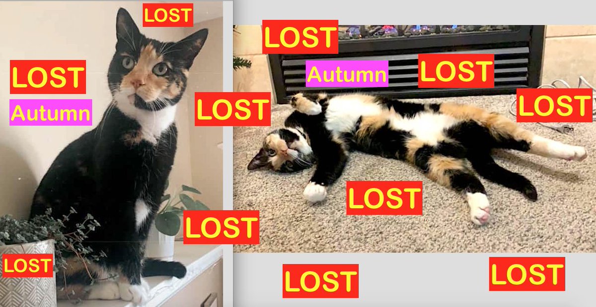 Calico Cat LOST in <a href="/CopperwoodLeth/">Copperwood</a> WEST - 'AUTUMN' hasn’t been home since Monday night, Sept.28😿💔No collar. Please contact 403-360-2680 with any info facebook.com/LethbridgeAndA… Please RT #YQL