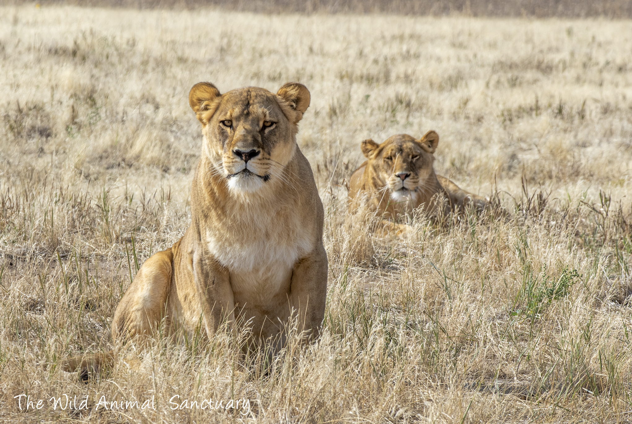 The Wild Animal Sanctuary on Twitter: The Wild Animal Sanctuary on Twitter: