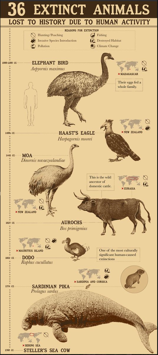 Extinct animals timeline