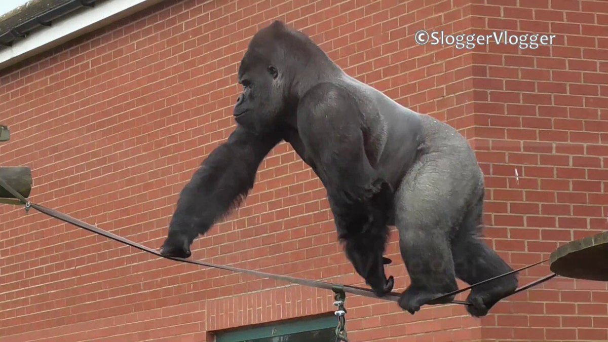 10. Shabani the Gorilla - 8/10- known as “worlds most handsome” gorilla- can tightrope walk - pls read the wiki paragraphs... everybody going to jail