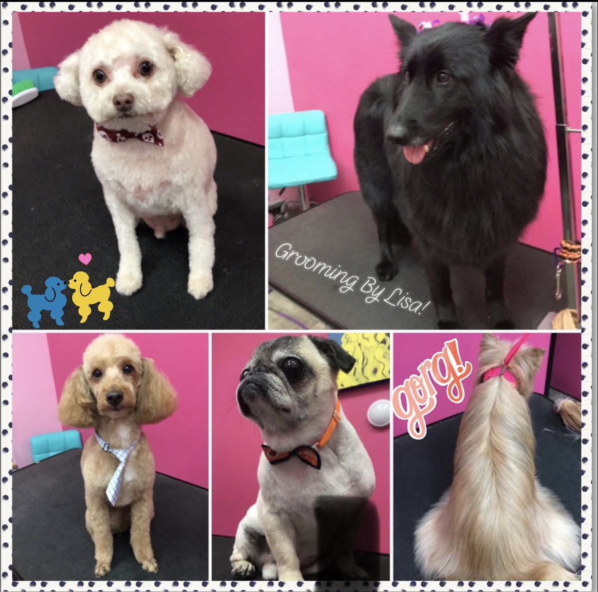 Come groom with us! Join the cuteness pack! #poodlemadness #poodlemania #poodle #poodlesofinstagram #pug #pugelicious #pugsofinstagram #yorkieofinstagram #yorkiefabulous #yorki #doodlesofinstagram #doodles #germanshepherd #simplygorgeous #shepherdsofinstagram #wgbhenderson byLisa