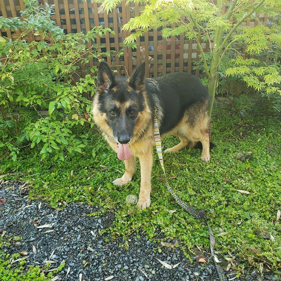 Handsome Rufus has settled into his foster home. This regal boy is 8 and ready for adoption! <a href="/SGArescue/">Saving Great Animals</a> <a href="/seattle/">Seattle</a> #shepherd