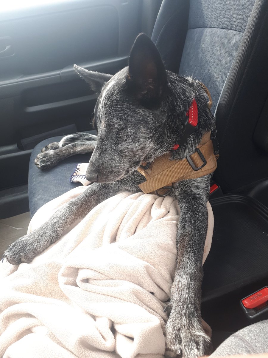 whenitallvegan's tweet photo. This is one tuckered-out pup, falling asleep with his head up xo https://t.co/PPMWjcle0l