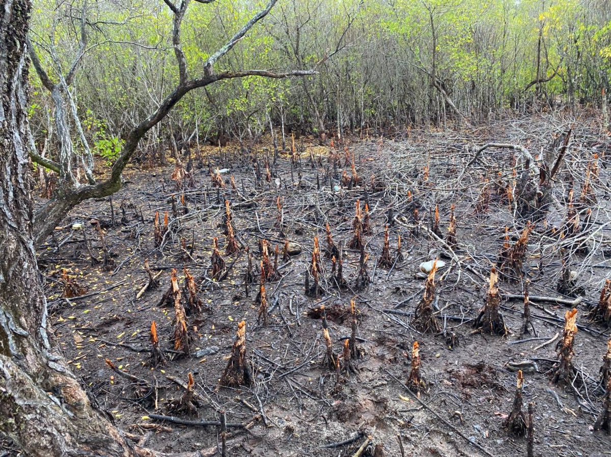 HuvadhooAid's tweet photo. Field investigations to determine the cause of the large scale die-off of mangrove trees in mangrove area of Hoadedhoo @EPAMaldives @MoEnvmv @DrHussainHassan @MohamedNasheed @ibusolih https://t.co/FEIhrJgt5o