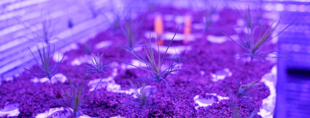 Conviron's tweet photo. .@UAIberta utilizes a #Conviron walk in plant growth chamber outfitted with two mini-grow rooms and lighting technology from G2V. The lighting technology now features programmable grow lights that closely match solar conditions. https://t.co/vbafAJf2Xr #plantscience https://t.co/HsaDaPhFOU