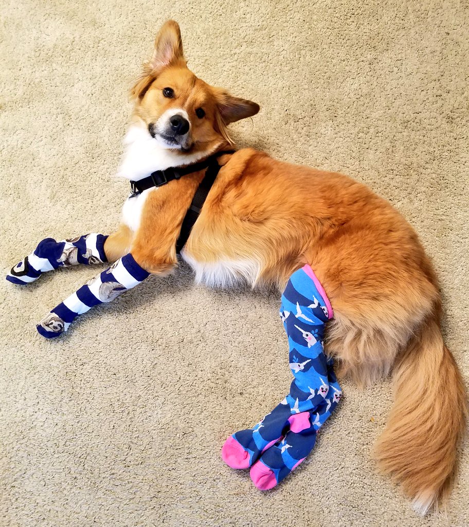 Darrelthedoge's tweet photo. Spirit week at work....
#endalz #socks #sockslide #AutumnEquinox #SLOTH https://t.co/lvwHtNPJmC