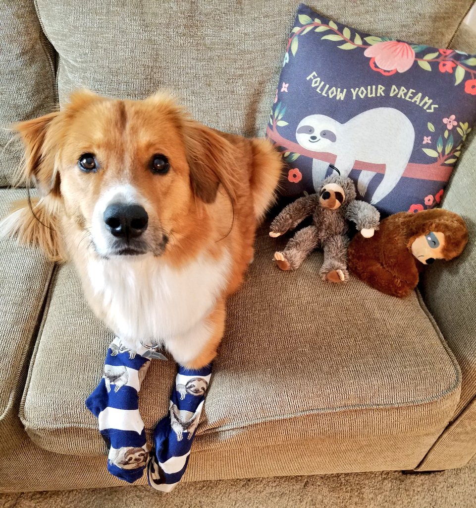 Darrelthedoge's tweet photo. Spirit week at work....
#endalz #socks #sockslide #AutumnEquinox #SLOTH https://t.co/lvwHtNPJmC