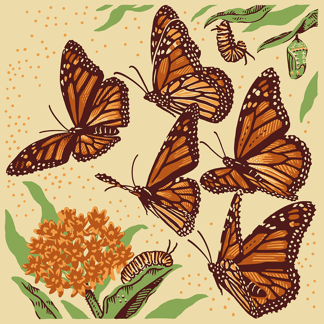 Monarch life cycle for today's #WildOctoberArt prompt 'Metamoprhosis'