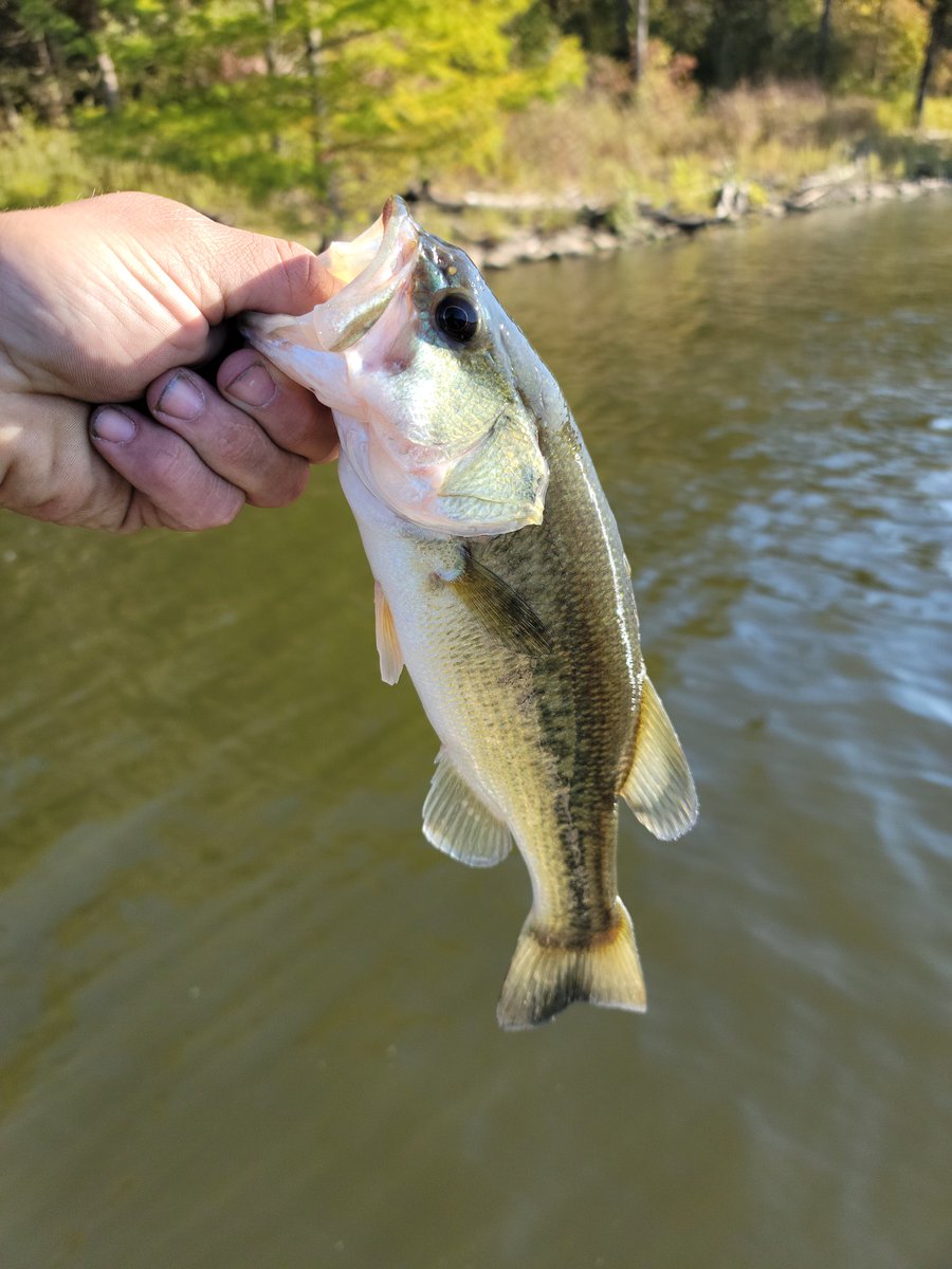 White bass bite has been great lately!