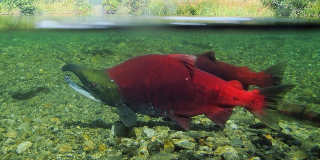 sockeye salmon pair in Kodiak National Wildlife Refuge