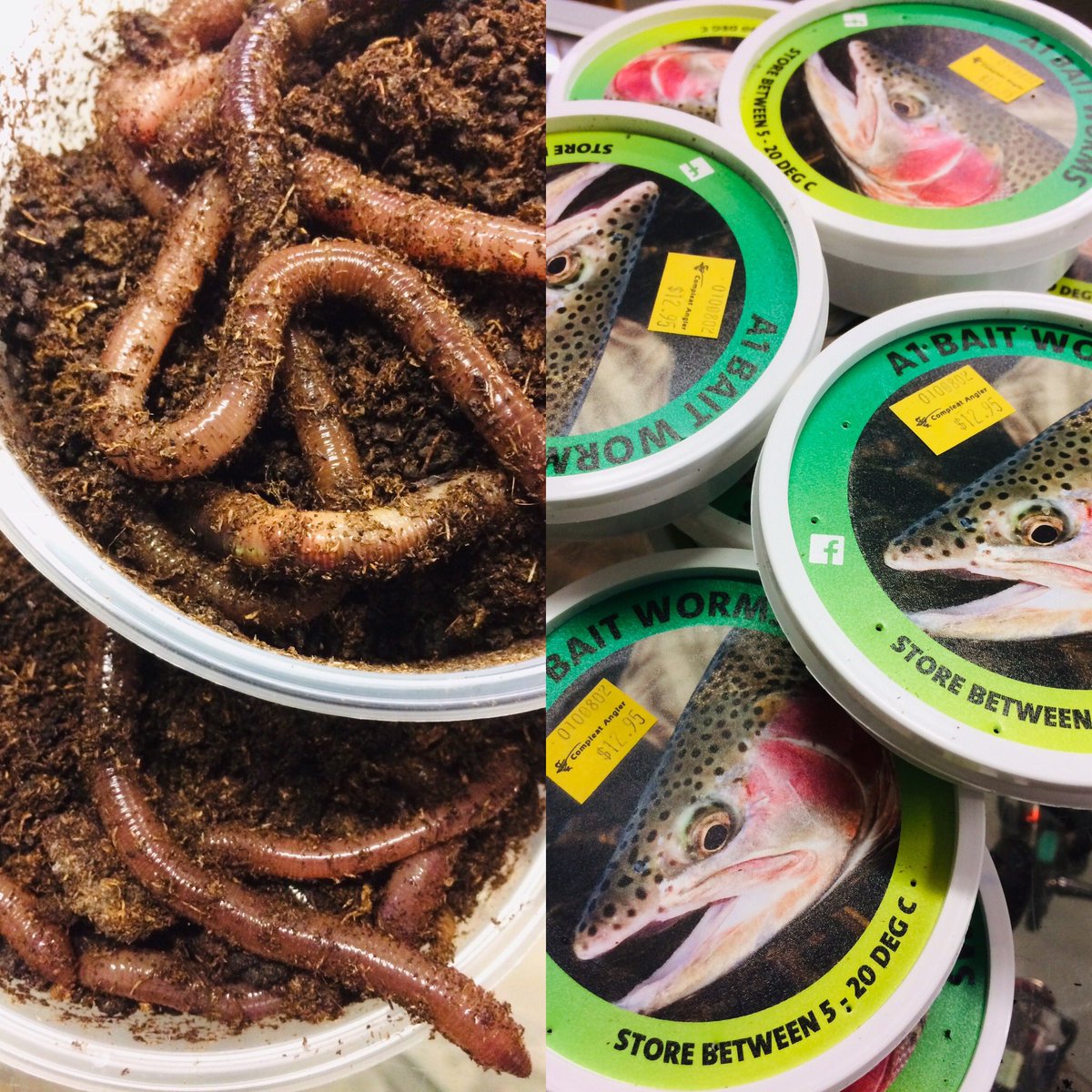 CompleatAnglerG's tweet photo. A1 and Scrub worms back in stock. With many lakes on the rise fishing worms in close is a good bet for trout, redfin and carp. Don’t forget they are also dynamite on bream and pinkies too. #compleatangler #geelong #freshwaterbait #bestbaitintown. https://t.co/9x0eyM48lw