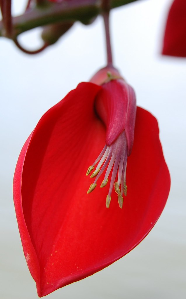 2)"Laksana bunga dedap,sungguh merah berbau tidak"Bunga Dedap biasanya ditanam di halaman rumah kerana kecantikannya,tetapi tidak berapa berguna kerana tidak menghasilkan bauan yang harum.Demikianlah orang yang cantik fizikal,tetapi tidak elok perangai diibaratkan seperti itu.