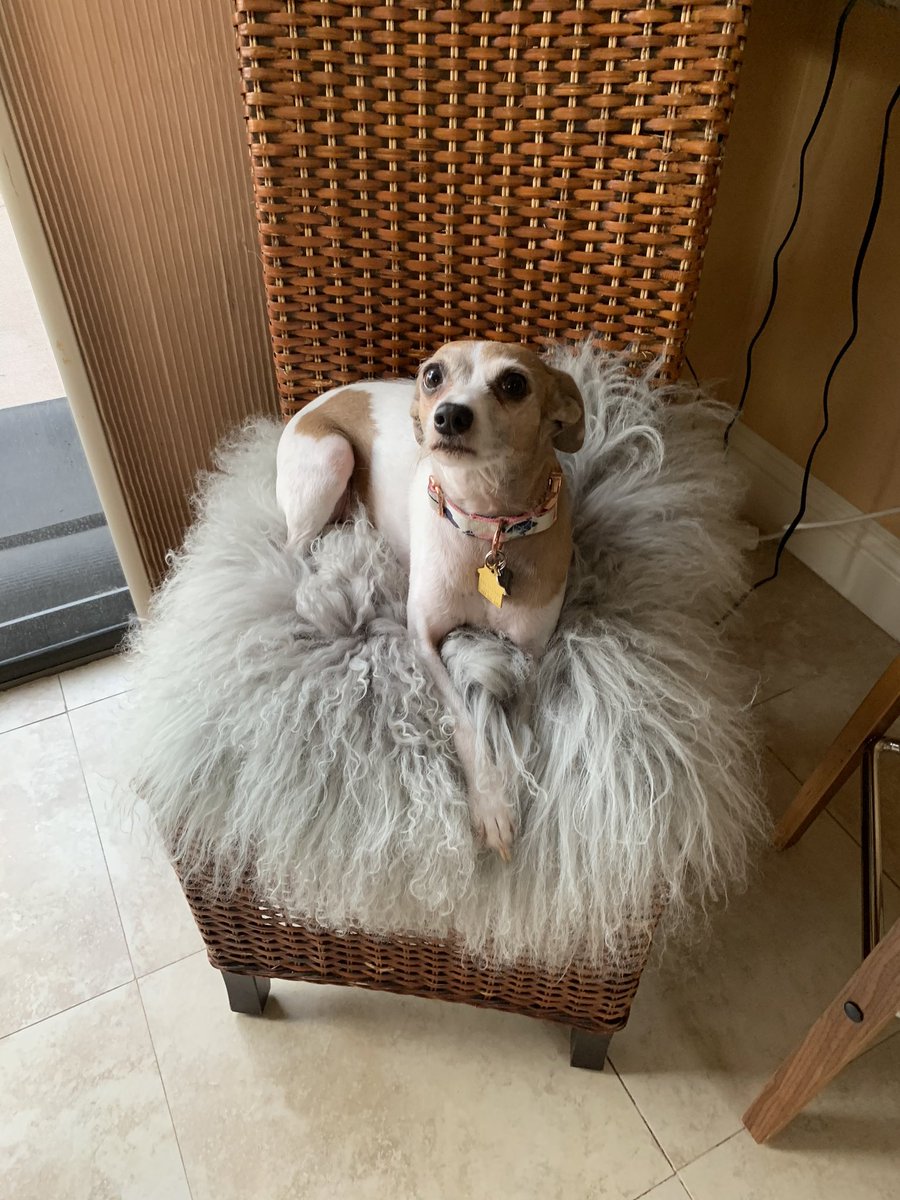 KarenontheBlock's tweet photo. @hotelsdotcomuk Penny was a rescue from off Palomar Mountian, she has become accustomed to travel and the good life and has excellent taste. She is open to explore new places and would love to become a #creaturecritic for @hotelsdotcomuk https://t.co/d50XnOxGif
