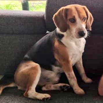 eliasayegh's tweet photo. #Extraviado responde al nombre de Bambú.

Es un Beagle color Blanco, Negro y Marrón.

Comunicarse a través del número telefónico 0414.258.66.99. #AlertaElHatillo https://t.co/OzngqZTh6g