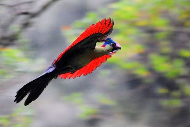 A brilliant flash of Royal Red and Blue. However, for the Rwenzori Toraco, it's just another landing in the forest thick.