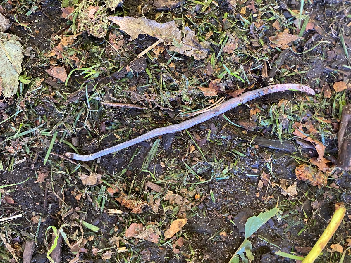 PittMeadowsDayc's tweet image. If you are careful when you are running around the #ChestnutTrees, collecting #chestnuts you can see lots of cool things!!