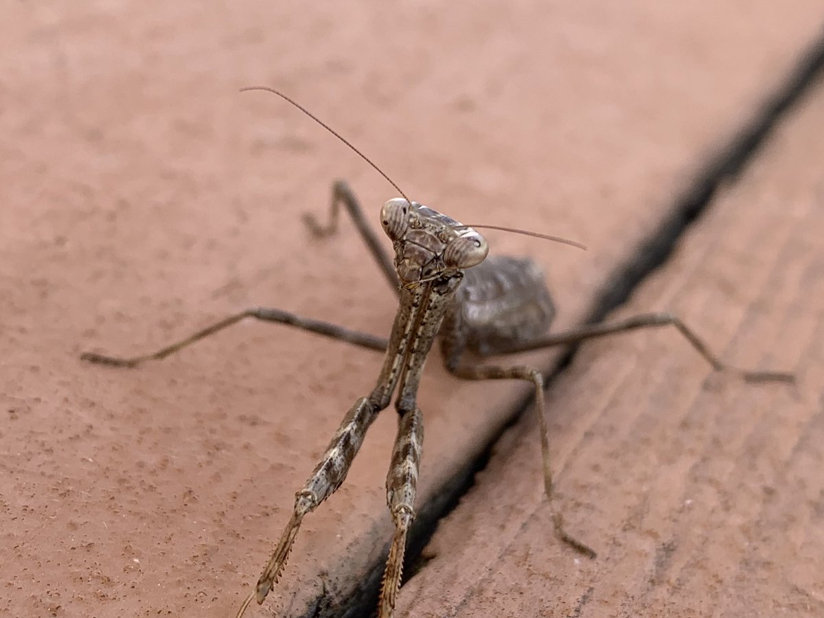 TheRussMobile's tweet photo. This gal greeted me at work. #favoriteinsect https://t.co/6YDGQh7RV0