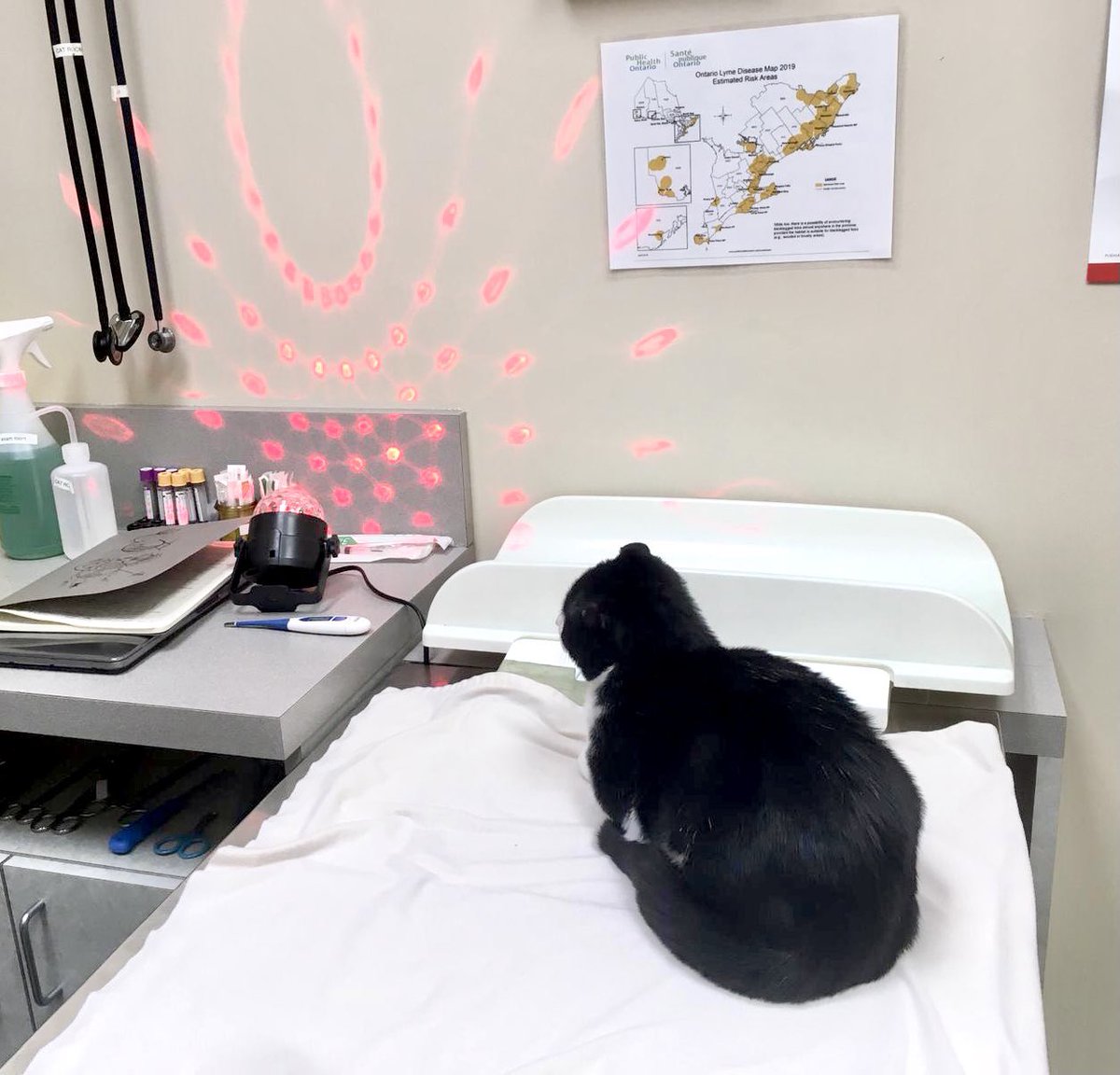 MillikenVets's tweet photo. Making sure that our furry friends are less stressed out by distracting them with treats or toys, like this disco ball! 😂
#lessstressed #fearfreepets https://t.co/IYdFZoEAUj