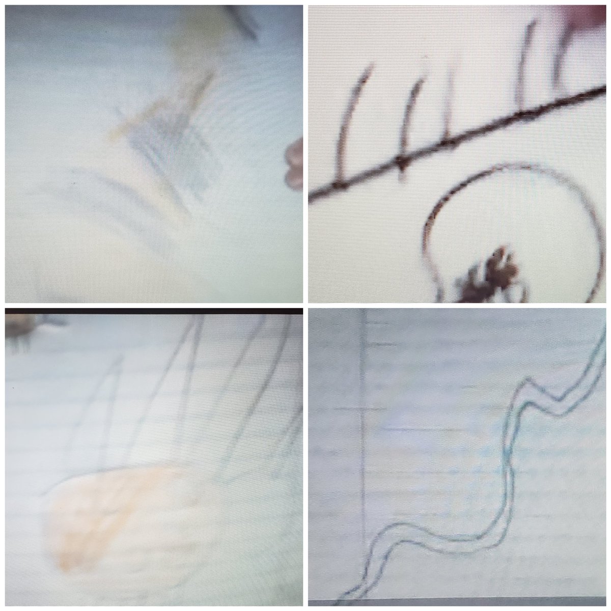 Christina Ibar (@ms_ibar) on Twitter photo 3rd graders observed ladybug larva and drew what they saw!
<a href="/BucknellElem/">Bucknell Elementary</a> #heartwork 3rd graders observed ladybug larva and drew what they saw!
<a href="/BucknellElem/">Bucknell Elementary</a> #heartwork