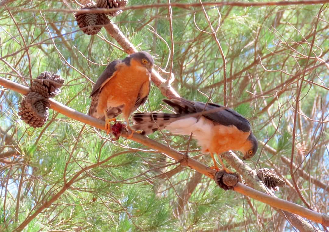 ParkscapeSA's tweet photo. Our resident birder, Margaret, caught these stunning shots of a pair of Rufous-chested sparrowhawks in #TokaiForest creating the next generation! #peopleandconservation #raptors
@JacqMaraisPhoto @CapeTownEtc @CitiesWNature @Hojalaca @IucnUrban @KobieBrand @CreateAStirSA https://t.co/Oz9XGcYEiT