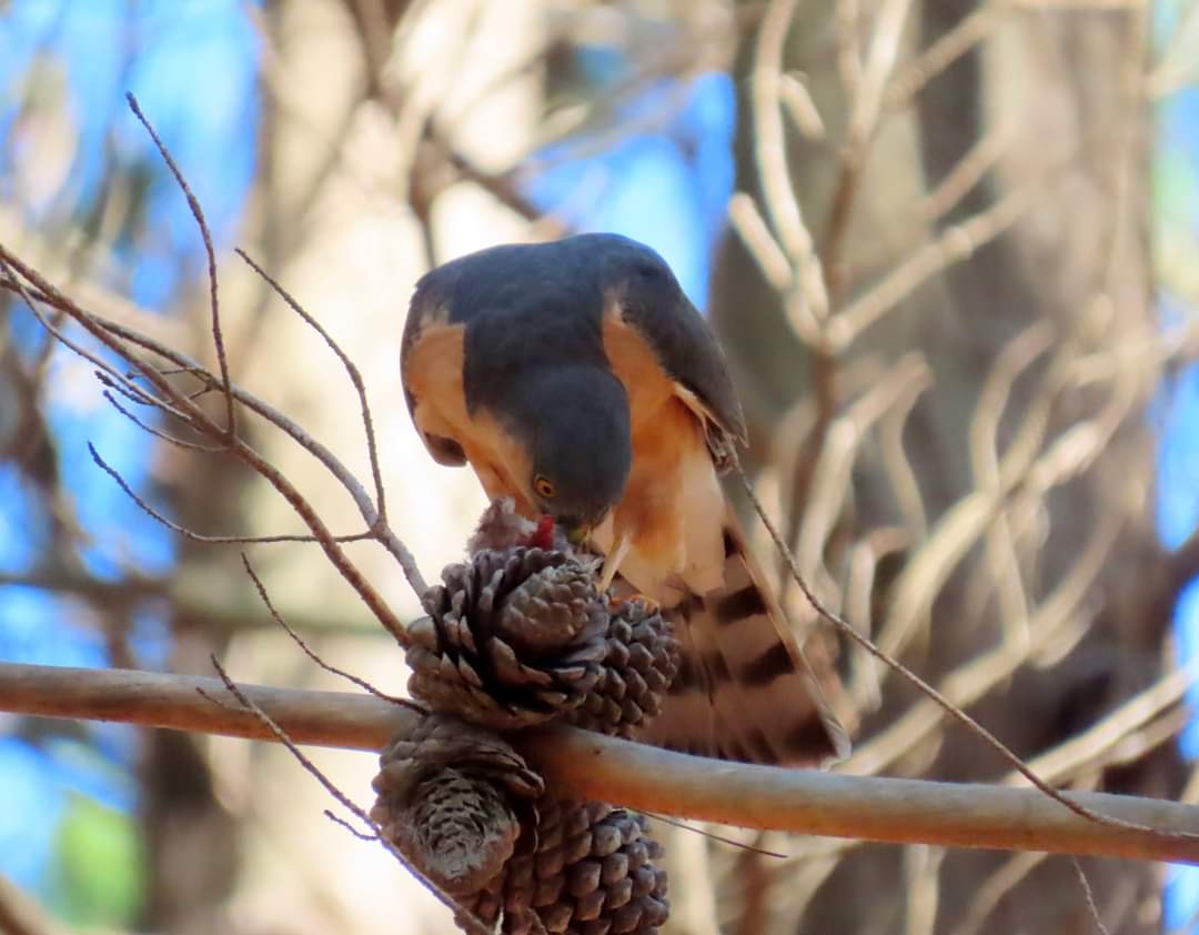 ParkscapeSA's tweet photo. Our resident birder, Margaret, caught these stunning shots of a pair of Rufous-chested sparrowhawks in #TokaiForest creating the next generation! #peopleandconservation #raptors
@JacqMaraisPhoto @CapeTownEtc @CitiesWNature @Hojalaca @IucnUrban @KobieBrand @CreateAStirSA https://t.co/Oz9XGcYEiT