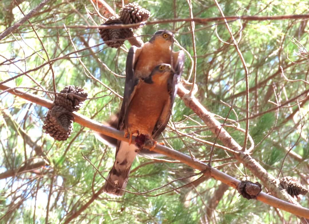ParkscapeSA's tweet photo. Our resident birder, Margaret, caught these stunning shots of a pair of Rufous-chested sparrowhawks in #TokaiForest creating the next generation! #peopleandconservation #raptors
@JacqMaraisPhoto @CapeTownEtc @CitiesWNature @Hojalaca @IucnUrban @KobieBrand @CreateAStirSA https://t.co/Oz9XGcYEiT