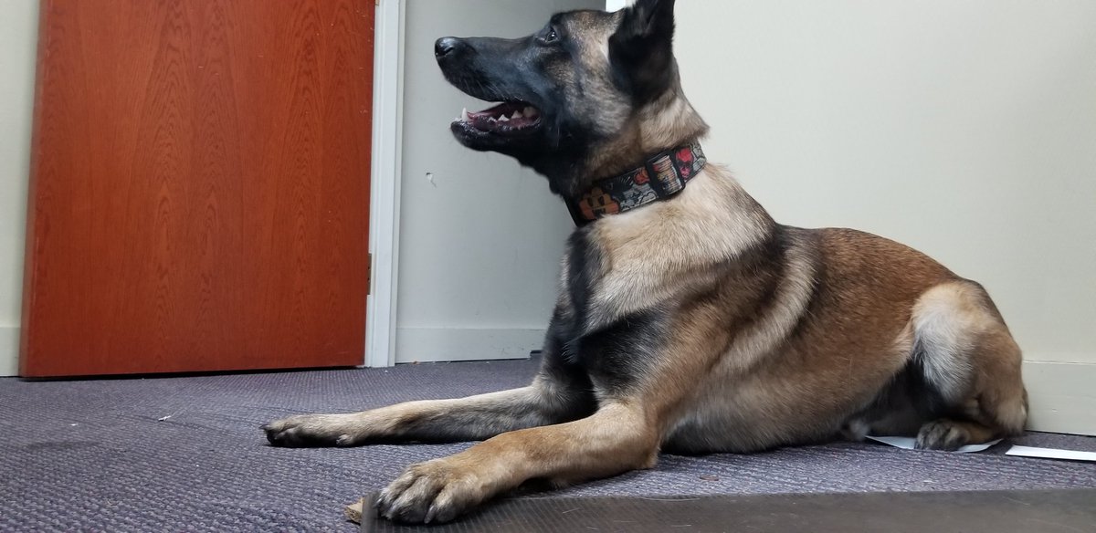MSD_SearchDogs's tweet photo. Arrow is taking this searching thing to whole other level! 😂

#searchandrescue #inservicetoourcommunity #soothersmaylive #cadaverdog #nostoneunturned  #forcefreeworkingdogs #positivereinforcement https://t.co/ahuaEDeNyP