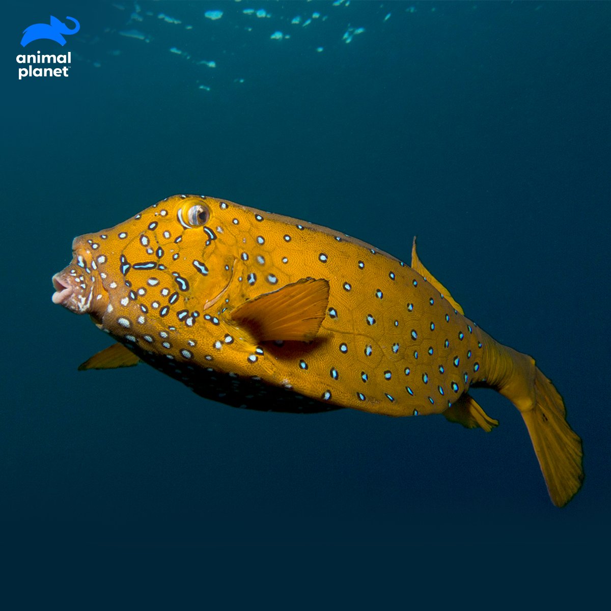 brown box fish Ever seen a box-shaped fish? Here's one! The cube boxfish can be recognised  by its box-shaped body, bright yellow colouration and black spots. While  juveniles have black spots, as the fish grows,