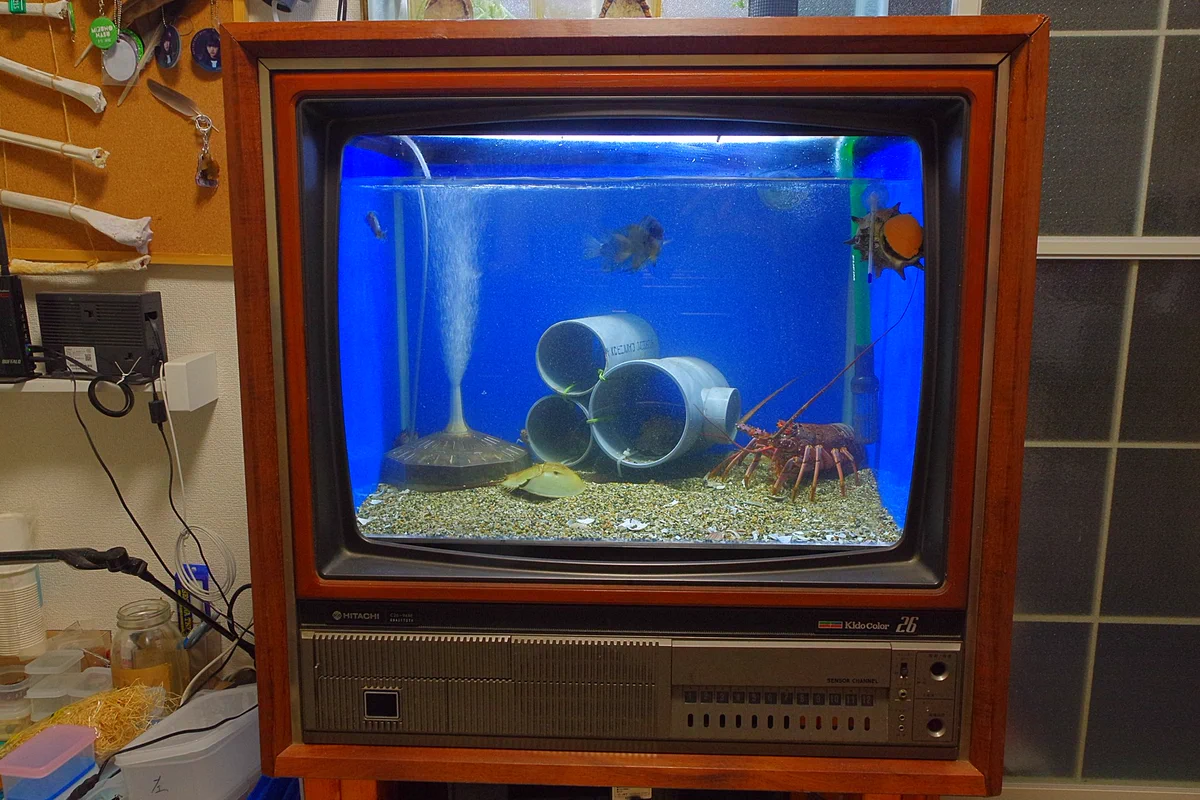 すごくおしゃれ！映らなくなってしまったブラウン管テレビが水槽に大変身？！