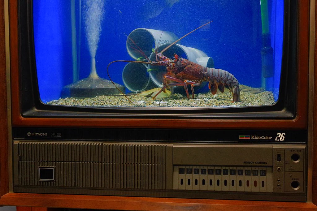 すごくおしゃれ！映らなくなってしまったブラウン管テレビが水槽に大変身？！