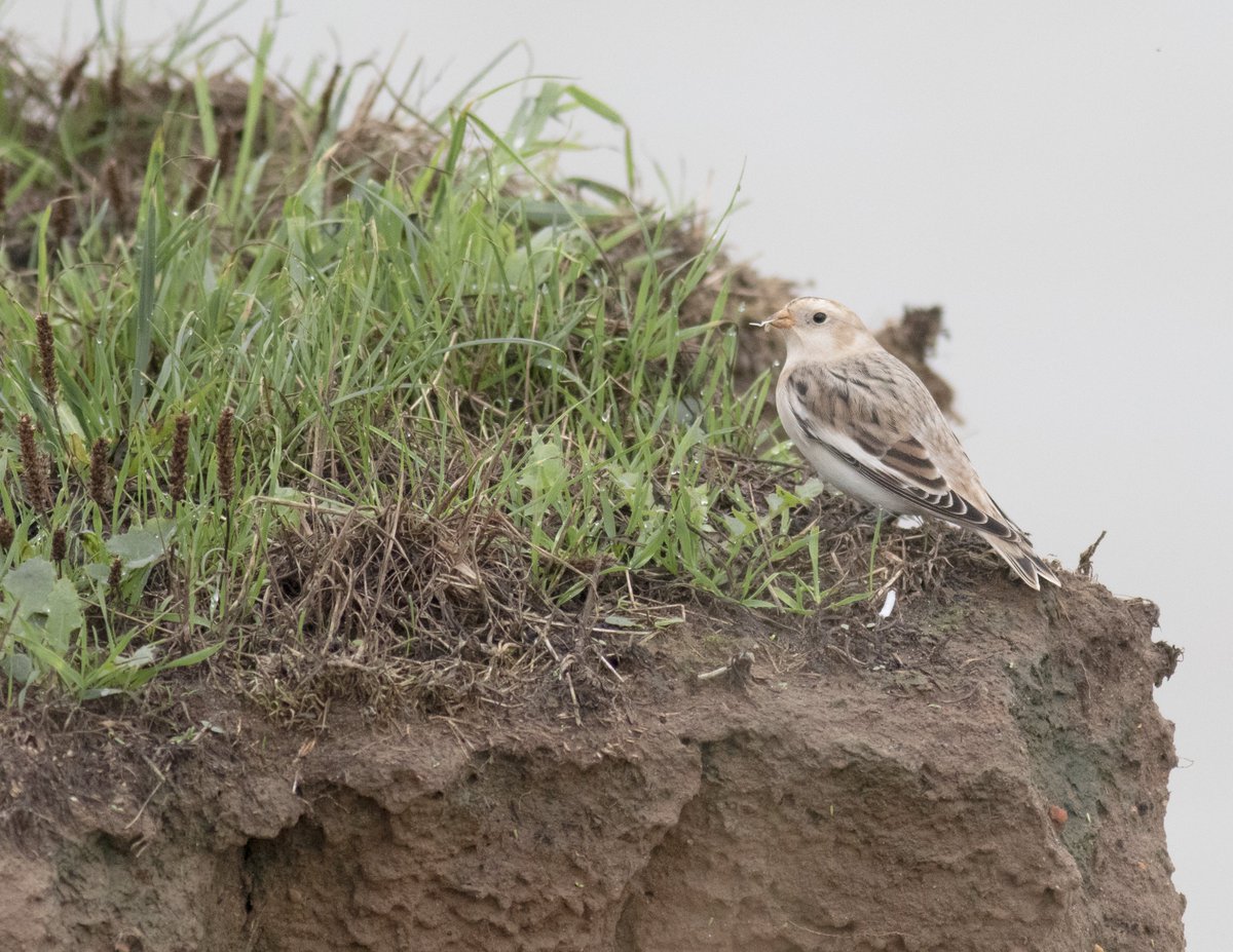 Jack Snipe and fresh Snow Bunting from the cliff edge at Happisburgh with <a href="/norwichbirds/">Will Walmsley</a>