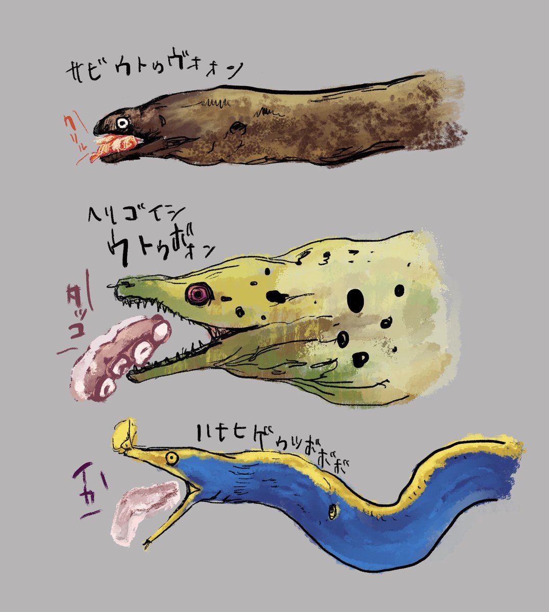 製作中 Az アズ Aiwn Az どのウツボも エビ クリル イカタコのほか魚の切り身とか何でも食べるよ っ 大きくなったらエビだと物足りないからイカやタコの切り身あげたりするやも