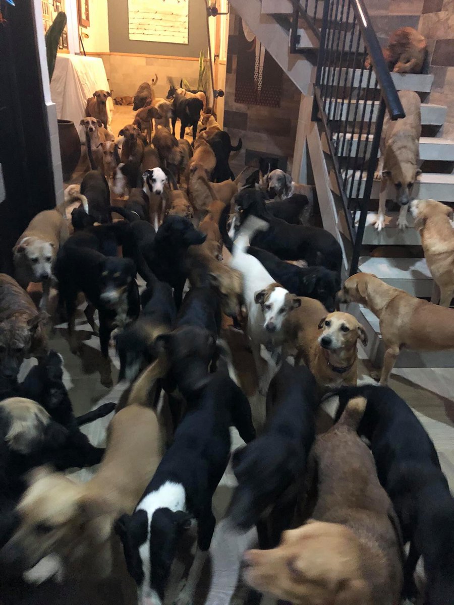 MascotasSismo's tweet image. Bravo por Ricardo Pimentel Cordero que metió a más de 300 animales a su casa para salvarlos del huracán #Delta. Fuente: facebook.com/634317468/post…