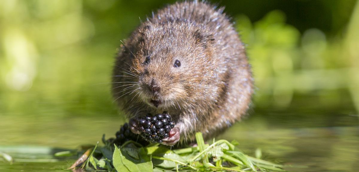Waking up to the most incredible news! Our #GetinVOLEd project has reached our 12k target! We now have the money to purchase our water voles! I’ve never been more  proud to be part of our community, all working to enhance our environment and reverse extinction! Thank you to all!