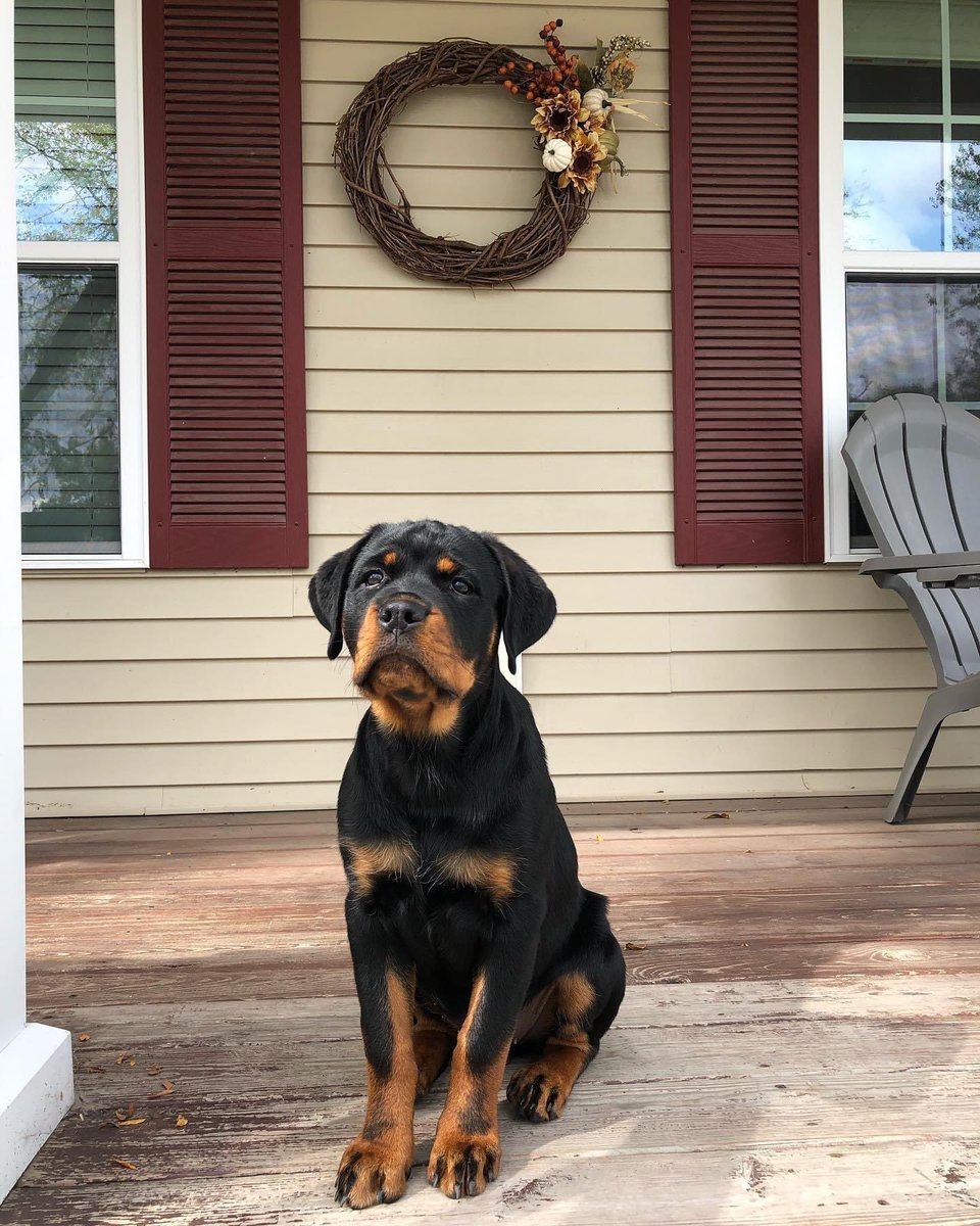 NateHannula's tweet photo. Still adorable, just 30 lbs bigger now 😂 https://t.co/LzbLGIHdOz