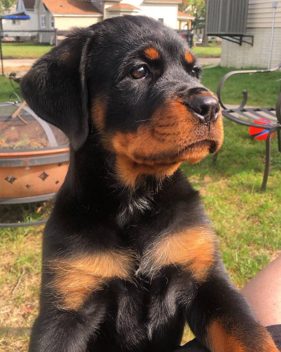 NateHannula's tweet photo. Still adorable, just 30 lbs bigger now 😂 https://t.co/LzbLGIHdOz