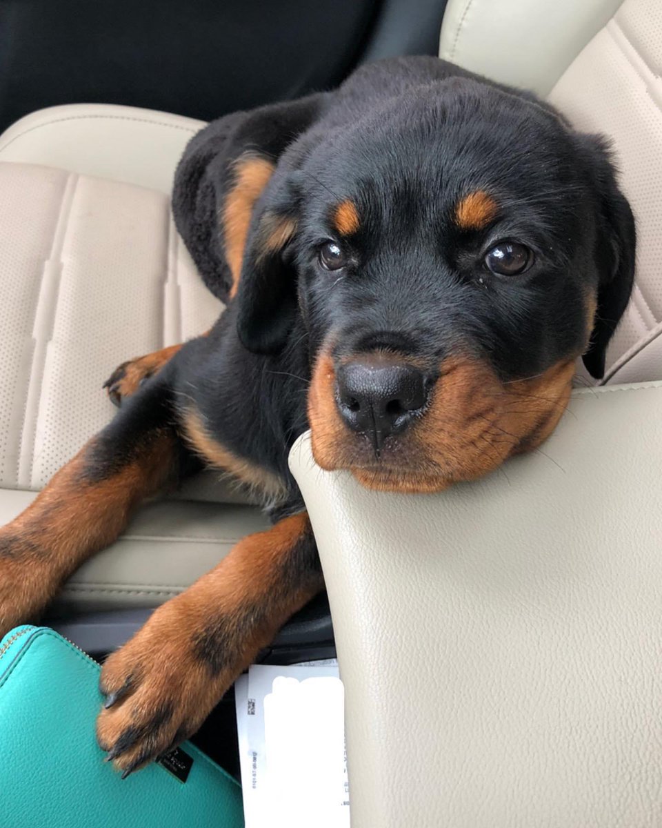 NateHannula's tweet photo. Still adorable, just 30 lbs bigger now 😂 https://t.co/LzbLGIHdOz