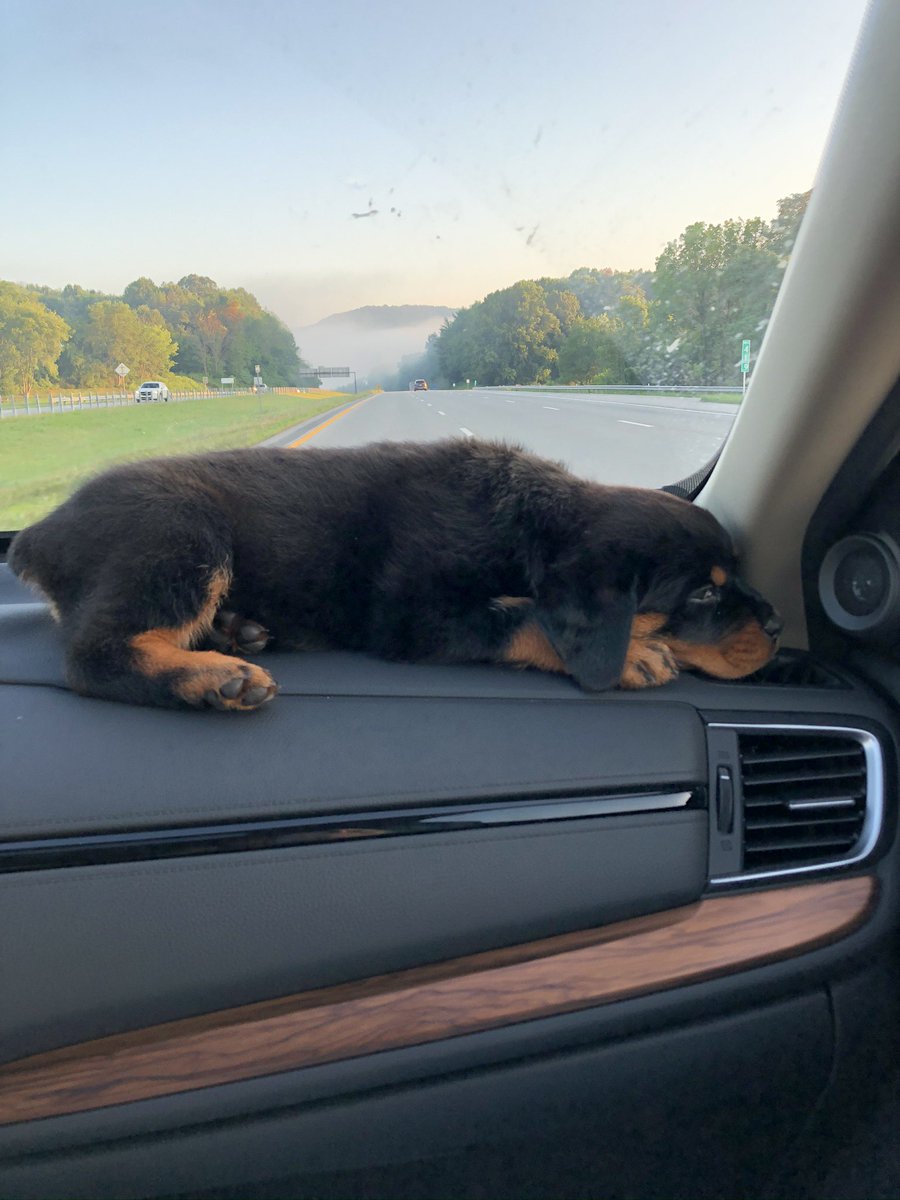 NateHannula's tweet photo. Myla was the cutest little ball of floof just 3 months ago 😍😭 https://t.co/LQSCk61IcF