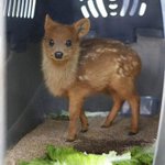 子犬みたいな見た目に癒される･･･!最小のシカ「プーズー」の赤ちゃんが可愛すぎる!