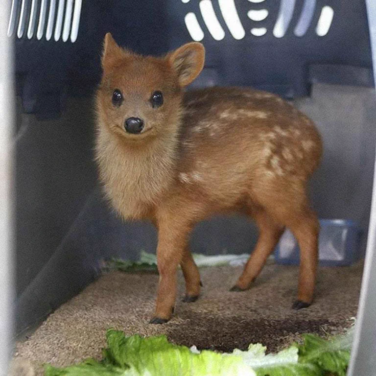 子犬みたいな見た目に癒される･･･！最小のシカ「プーズー」の赤ちゃんが可愛すぎる！