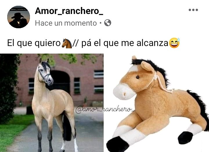 🤠😅🐴