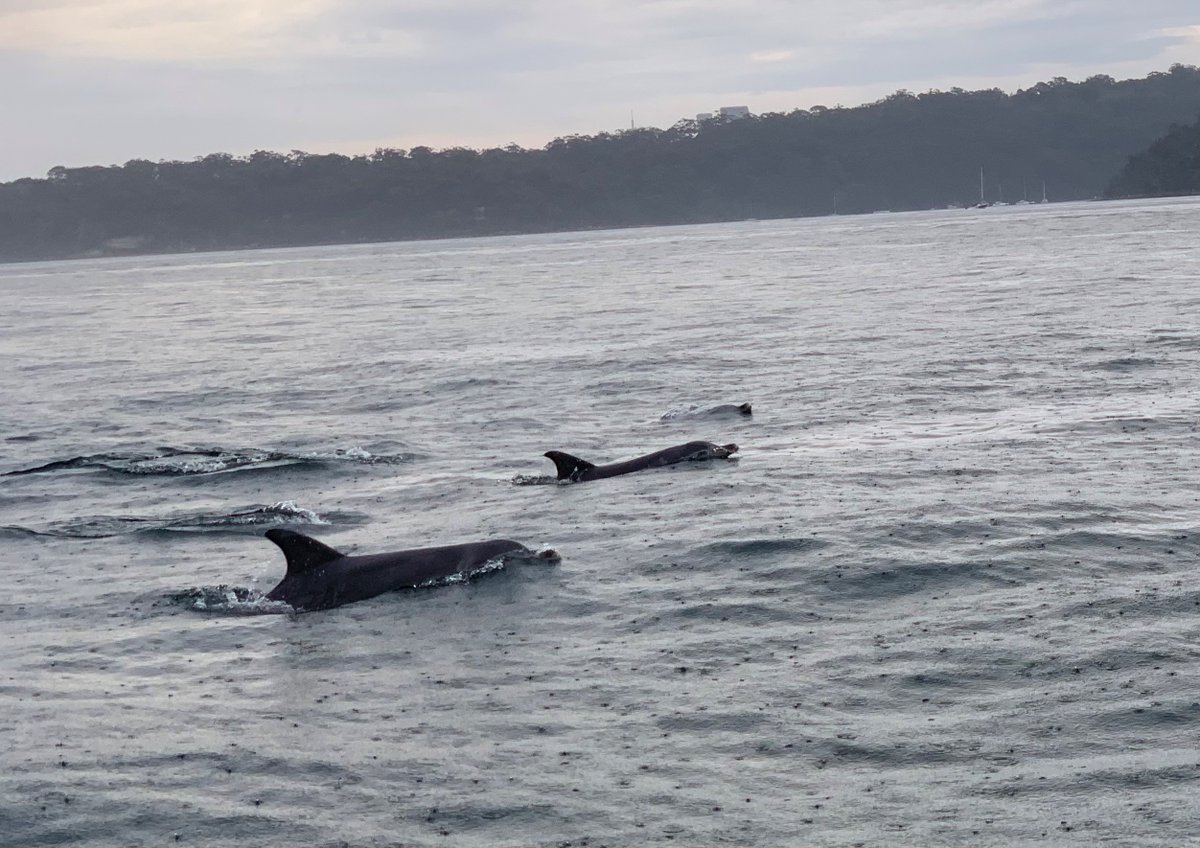joshreed_mq's tweet image. The paper from my MRes is finally out in @FrontMarineSci. 
@KBilgmann, @RobHarcourt, @NewBayes and I used the #PCoD framework to assess how different disturbance scenarios may impact bottlenose #Dolphins. 
@MQBiology, @fse101MQ 

journal.frontiersin.org/article/10.338…