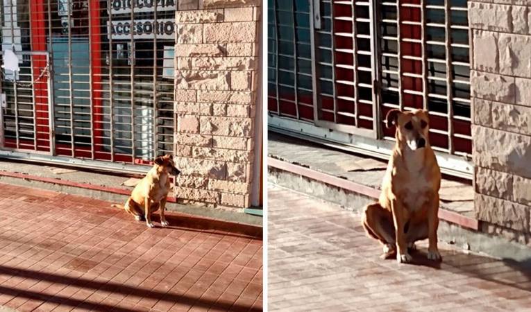 Perrita sigue esperando a su dueña en la puerta de su negocio sin saber que ella falleció►ow.ly/cRAU50BLzpn
