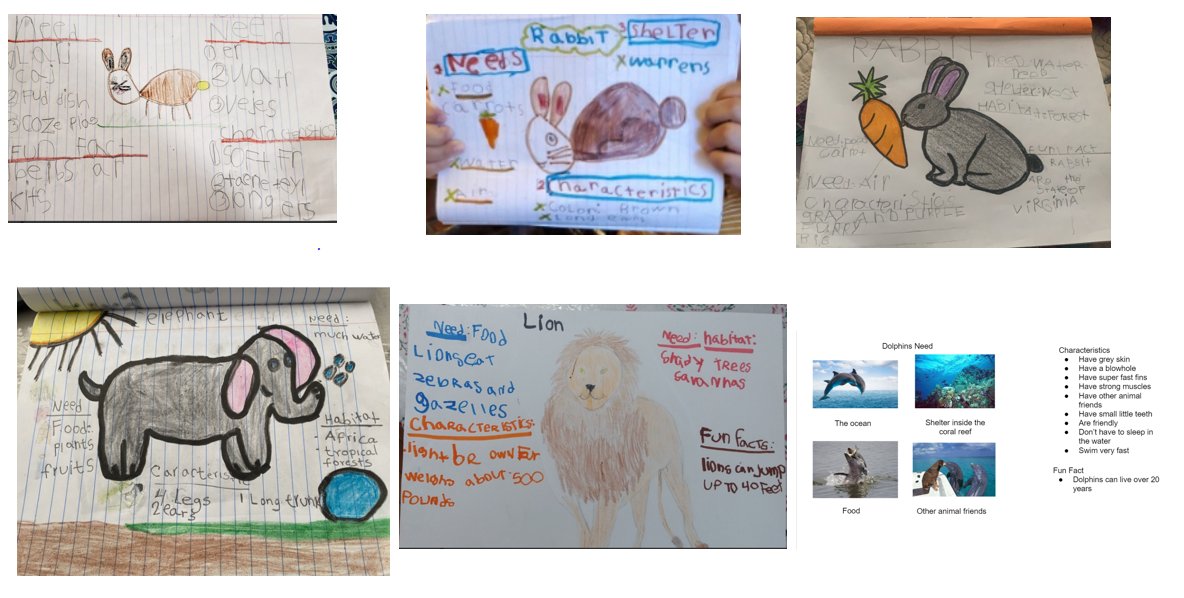 JuliaReichel3's tweet photo. My first graders have worked so hard on their animal projects! Here are a few completed projects! Great Job!  @SullyES_LCPS #hornetsdeserveit21 https://t.co/v7nRoYxKs0